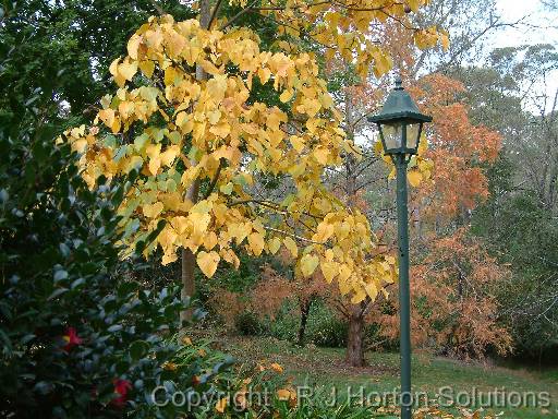 Autumn Trees lamp 